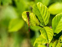 Frühe Adonislibelle Männchen